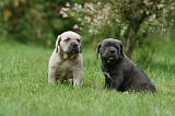 CANE CORSO 1045